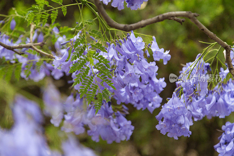 美丽的紫色蓝花楹树/花